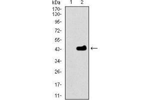 Western blot analysis using MRPL42 mAb against HEK293 (1) and MRPL42 (AA: 142-203)-hIgGFc transfected HEK293 (2) cell lysate.
