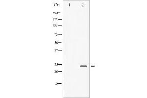 Western blot analysis of BAD phosphorylation expression in Forskolin treated NIH-3T3 whole cell lysates,The lane on the left is treated with the antigen-specific peptide. (BAD antibody  (pSer136))