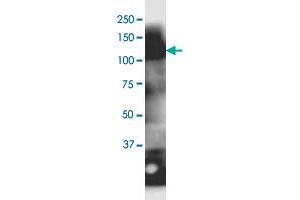 MOCOS antibody  (AA 1-888)