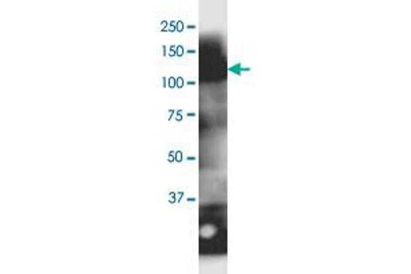 MOCOS antibody  (AA 1-888)