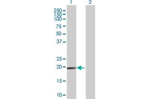 EPB41L4A antibody  (AA 1-185)