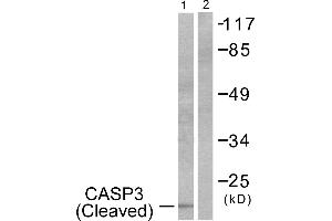 Western blot analysis of extracts from 293 cells, treated with Etoposide (25uM, 60mins), using Caspase 3 (cleaved-Asp175) antibody. (Caspase 3 antibody  (Cleaved-Asp175))