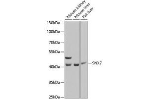 Western blot analysis of extracts of various cell lines, using SNX7 Antibody (ABIN6128732, ABIN6148257, ABIN6148258 and ABIN6223768) at 1:1000 dilution. (Sorting Nexin 7 antibody  (AA 85-330))
