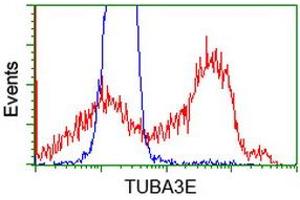 HEK293T cells transfected with either RC209279 overexpress plasmid (Red) or empty vector control plasmid (Blue) were immunostained by anti-TUBA3E antibody (ABIN2453754), and then analyzed by flow cytometry. (TUBA3E antibody)