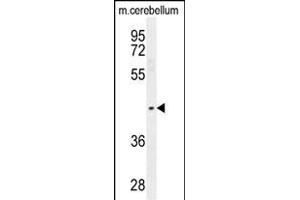 PTOV1 Antibody (N-term) (ABIN654709 and ABIN2844400) western blot analysis in mouse cerebellum tissue lysates (35 μg/lane).