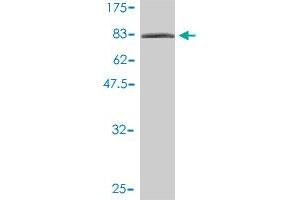 Western Blot detection against Immunogen (92. (XRCC6 antibody  (AA 1-609))