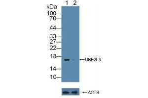 Knockout Varification: Lane 1: Wild-type K562 cell lysate, Lane 2: UBE2L3 knockout K562 cell lysate, Predicted MW: 14,17,24kd Observed MW: 17kd Primary Ab: 1 μg/mL Rabbit Anti-Human UBE2L3 Antibody Second Ab: 0. (UBE2L3 antibody  (AA 4-154))