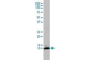 FKBP1A monoclonal antibody (M01), clone 1E5-A12 Western Blot analysis of FKBP1A expression in HL-60 . (FKBP1A antibody  (AA 1-108))