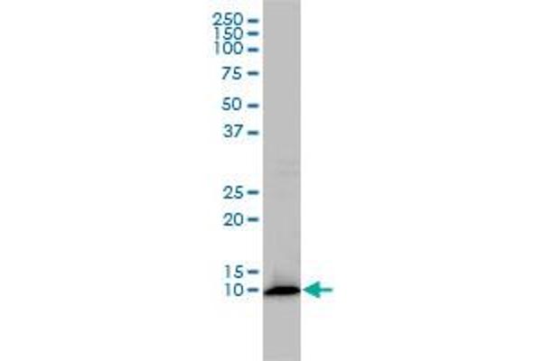 FKBP1A antibody  (AA 1-108)