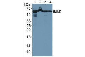 Figure. (HSPD1 antibody  (AA 1-573))