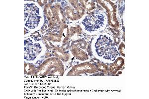Human kidney (FABP3 antibody  (N-Term))