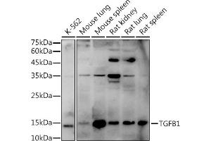 Western blot analysis of extracts of various cell lines, using TGF beta 1 antibody (ABIN6128821, ABIN6149071, ABIN6149073 and ABIN6219327) at 1:1000 dilution. (TGFB1 antibody  (AA 30-280))
