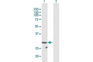 Western Blot analysis of PI15 expression in transfected 293T cell line by PI15 MaxPab polyclonal antibody.