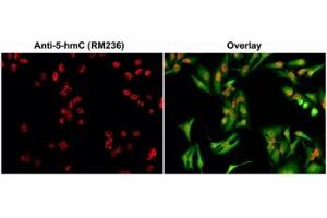 ICC/IF staining of HeLa cells using 0. (Recombinant 5-Hydroxymethylcytosine antibody)