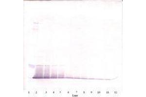 Image no. 2 for anti-RELM alpha antibody (ABIN465191) (RELM alpha antibody)