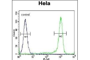 KLF17 Antibody (C-term) (ABIN651698 and ABIN2840365) flow cytometric analysis of Hela cells (right histogram) compared to a negative control cell (left histogram). (KLF17 antibody  (AA 243-271))