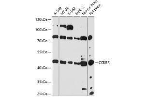 Western blot analysis of extracts of various cell lines, using CCKBR antibody (ABIN7266340) at 1:3000 dilution. (CCKBR antibody  (AA 240-335))