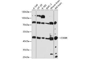 Western blot analysis of extracts of various cell lines, using CCKBR antibody (ABIN7266340) at 1:3000 dilution. (CCKBR antibody  (AA 240-335))