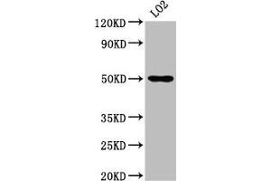 Western Blot Positive WB detected in: LO2 whole cell lysate All lanes: AGXT2 antibody at 4. (AGXT2 antibody  (AA 196-328))
