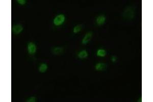 Anti-BFGF mouse monoclonal antibody (ABIN2452348) immunofluorescent staining of HeLa cells transiently transfected by pCMV6-ENTRY BFGF (RC217426) (FGF2 antibody  (AA 10-155))
