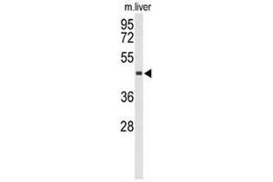 Western blot analysis of CHIA Antibody (N-term) in mouse liver tissue lysates (35µg/lane).
