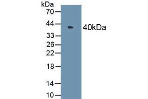 Detection of Recombinant MAPK6, Human using Polyclonal Antibody to Mitogen Activated Protein Kinase 6 (MAPK6)