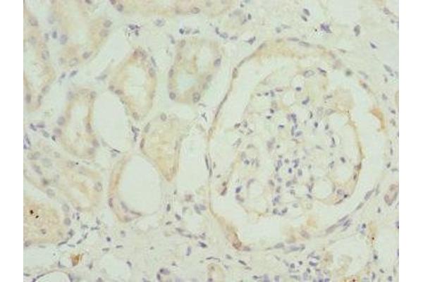 TRAPPC1 antibody  (AA 1-260)