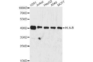 Western blot analysis of extracts of various cell lines, using HLA-B antibody (ABIN1873025) at 1:3000 dilution.