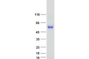 Validation with Western Blot