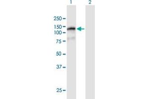 Western Blot analysis of FAM120B expression in transfected 293T cell line by FAM120B MaxPab polyclonal antibody.