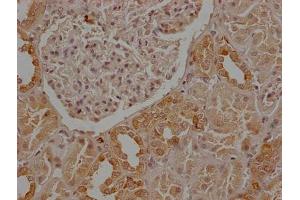 IHC image of ABIN7147203 diluted at 1:50 and staining in paraffin-embedded human kidney tissue performed on a Leica BondTM system.