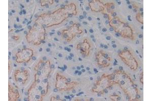 DAB staining on IHC-P; Samples: Rat Kidney Tissue (CD320 antibody  (AA 36-256))