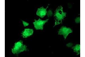 Anti-AKT1 mouse monoclonal antibody (ABIN2455513) immunofluorescent staining of COS7 cells transiently transfected by pCMV6-ENTRY AKT1 (RC220257). (AKT1 antibody)