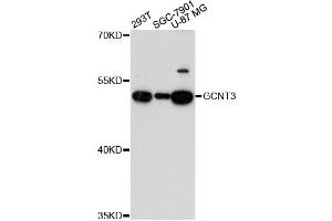 Western blot analysis of extracts of various cell lines, using GCNT3 antibody. (GCNT3 antibody)