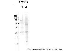 Western Blotting (WB) image for anti-14-3-3 epsilon (YWHAE) (Middle Region) antibody (ABIN504582) (YWHAE antibody  (Middle Region))
