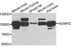Western blot analysis of extracts of various cell lines, using ADAM12 antibody (ABIN5975230) at 1/1000 dilution. (ADAM12 antibody)