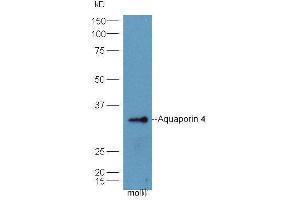Rat Lung lysates probed with Anti- AQP4 Polyclonal Antibody, Unconjugated  at 1:5000 90min in 37˚C. (Aquaporin 4 antibody  (AA 271-323))