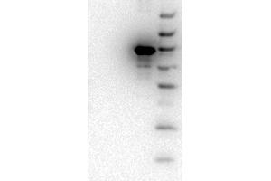 Western Blot of Mouse monoclonal anti-AKT3 antibody. (AKT3 antibody  (Internal Region) (Biotin))
