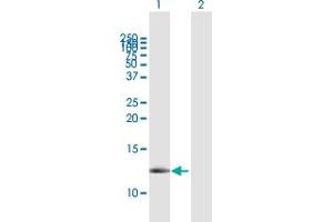 Western Blot analysis of FXYD3 expression in transfected 293T cell line by FXYD3 MaxPab polyclonal antibody. (FXYD3 antibody  (AA 21-87))