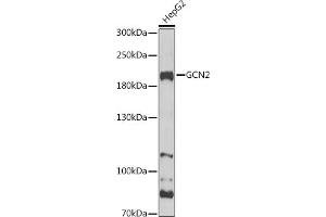 Western blot analysis of extracts of HepG2 cells, using GCN2 Antibody (ABIN6127829, ABIN6140031, ABIN6140033 and ABIN6216318) at 1:1000 dilution. (GCN2 antibody  (AA 1-300))