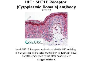 Image no. 2 for anti-Serotonin Receptor 1E (HTR1E) (3rd Cytoplasmic Domain) antibody (ABIN1731355)