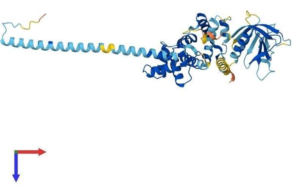 Cytohesin 1 Protein (CYTH1) (AA 1-398) (His tag)