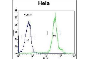 FUS Antibody (C-term) (ABIN654146 and ABIN2844013) flow cytometric analysis of Hela cells (right histogram) compared to a negative control cell (left histogram). (FUS antibody  (C-Term))