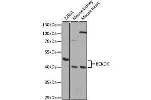 Western blot analysis of extracts of various cell lines, using BCKDK antibody. (BCKDK antibody)