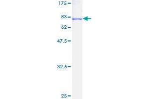 Image no. 1 for NUF2, NDC80 Kinetochore Complex Component (NUF2) (AA 1-464) protein (GST tag) (ABIN1313206)