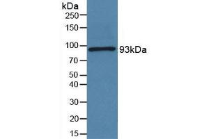 Figure. (Periostin antibody  (AA 97-230))