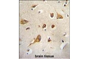 Kif5C-2 Antibody (ABIN655993 and ABIN2845375) immunohistochemistry analysis in formalin fixed and paraffin embedded human brain tissue followed by peroxidase conjugation of the secondary antibody and DAB staining. (KIF5C antibody)