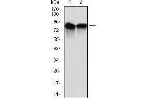 Western blot analysis using NEDD8 mouse mAb against C6 (1) and Hela (2) cell lysate.