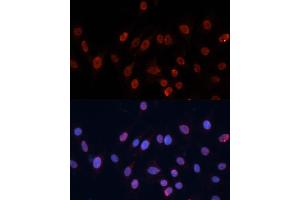 Immunofluorescence (IF) image for anti-Heterogeneous Nuclear Ribonucleoprotein U (Scaffold Attachment Factor A) (HNRNPU) (AA 608-825) antibody (ABIN1680323)