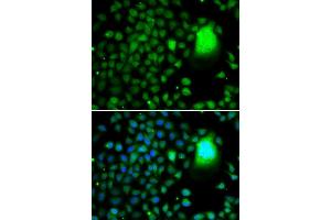 Immunofluorescence analysis of A-549 cells using TAF5 antibody. (TAF5 antibody  (AA 656-800))